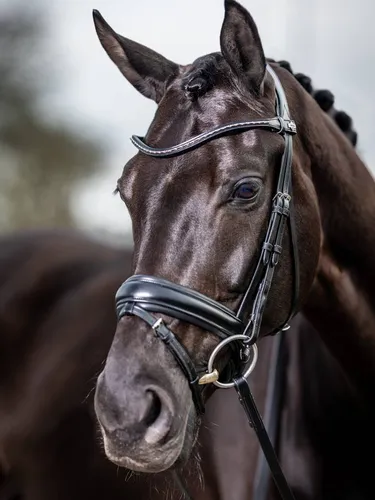Фото Уздечка трензельная Classic Dressage Black. LeMieux