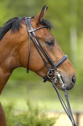 Фото Оголовье мундштучное Double Bridle 4000 Carlow Black. Stubben