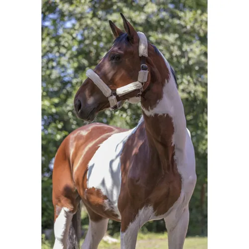 Фото Недоуздок Full Mouton с мехом. Norton