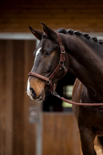 Недоуздок Covalliero 15