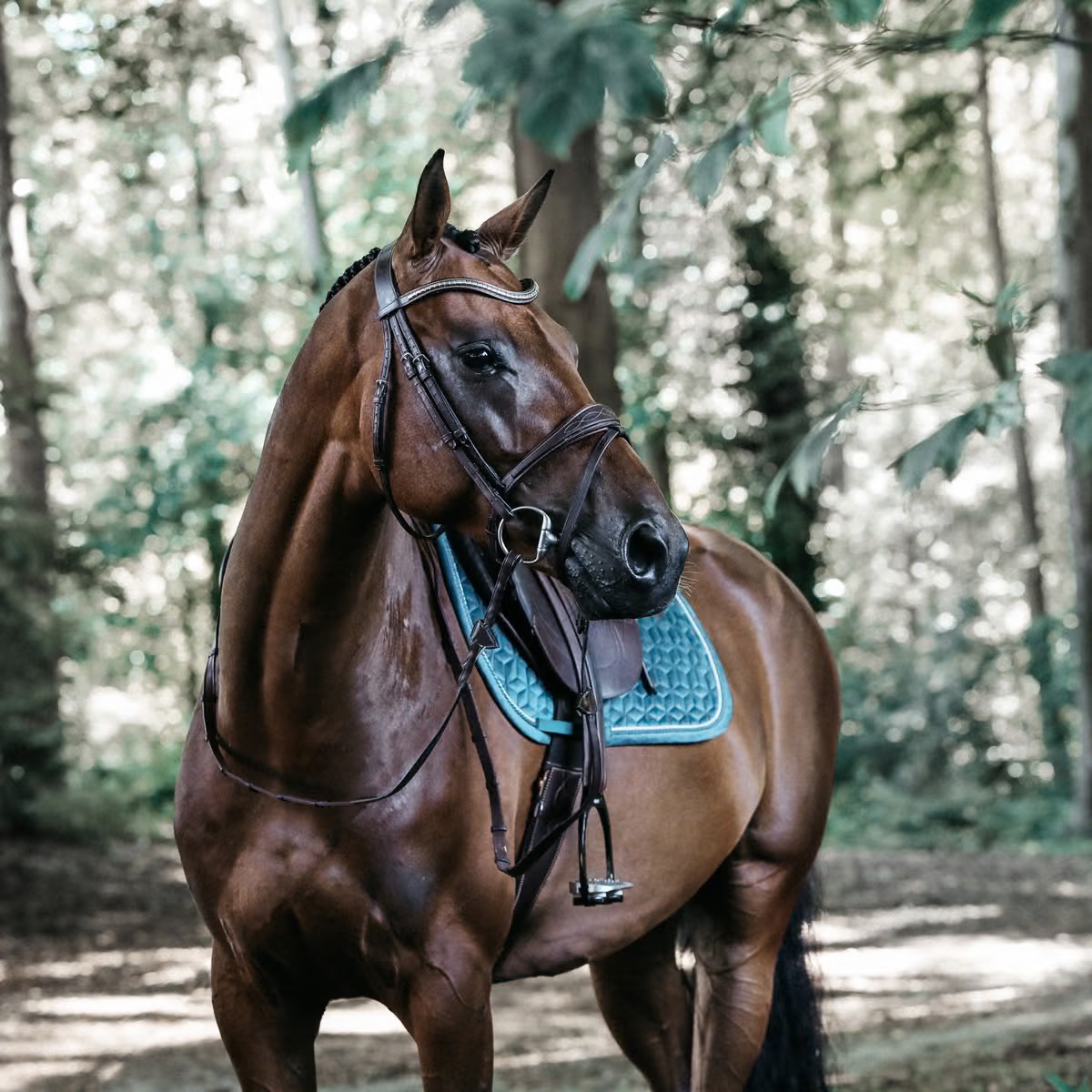 Вальтрап конкурный Velvet Emerald. Kentucky 4