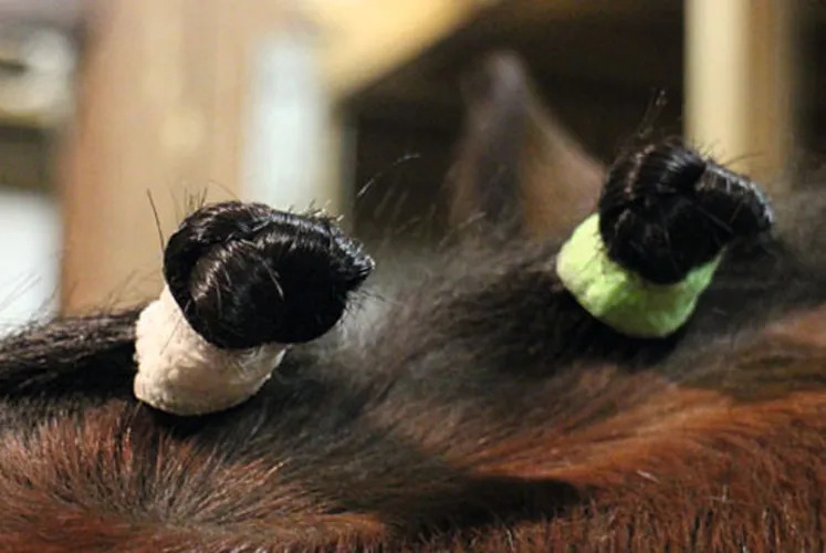 Бинт для заплетания гривы Equilastic. Holland Animal Care 2
