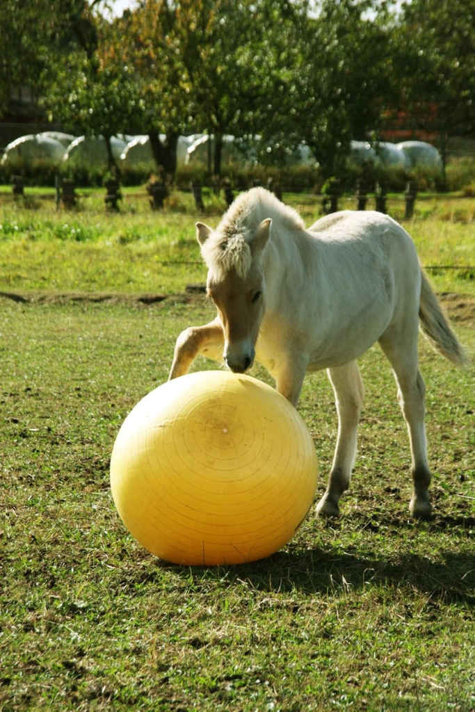 Мяч Maximus Power Play, 100 см. Holland Animal Care 3