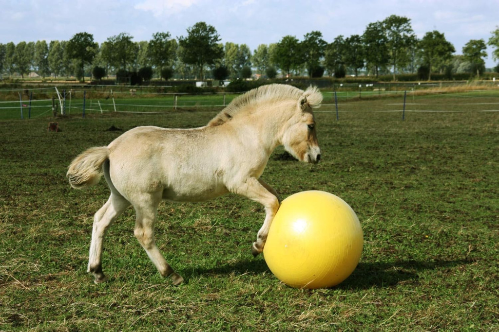 Мяч Maximus Power Play, 100 см. Holland Animal Care 4