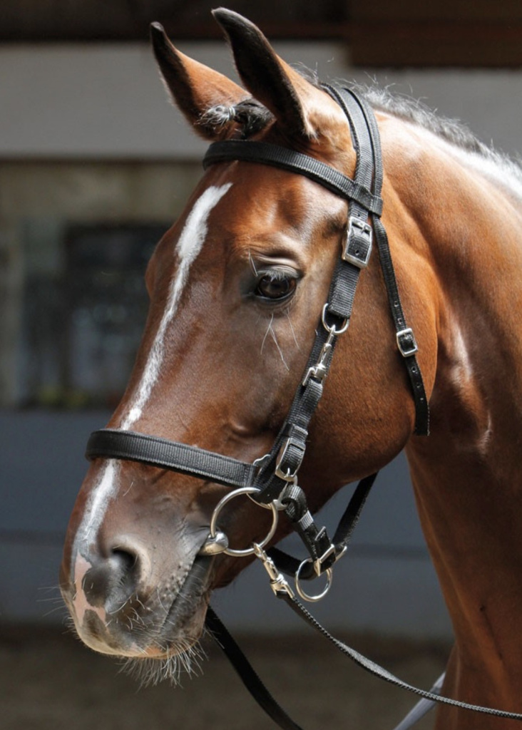 Уздечка прогулочная. Harry's Horse 3