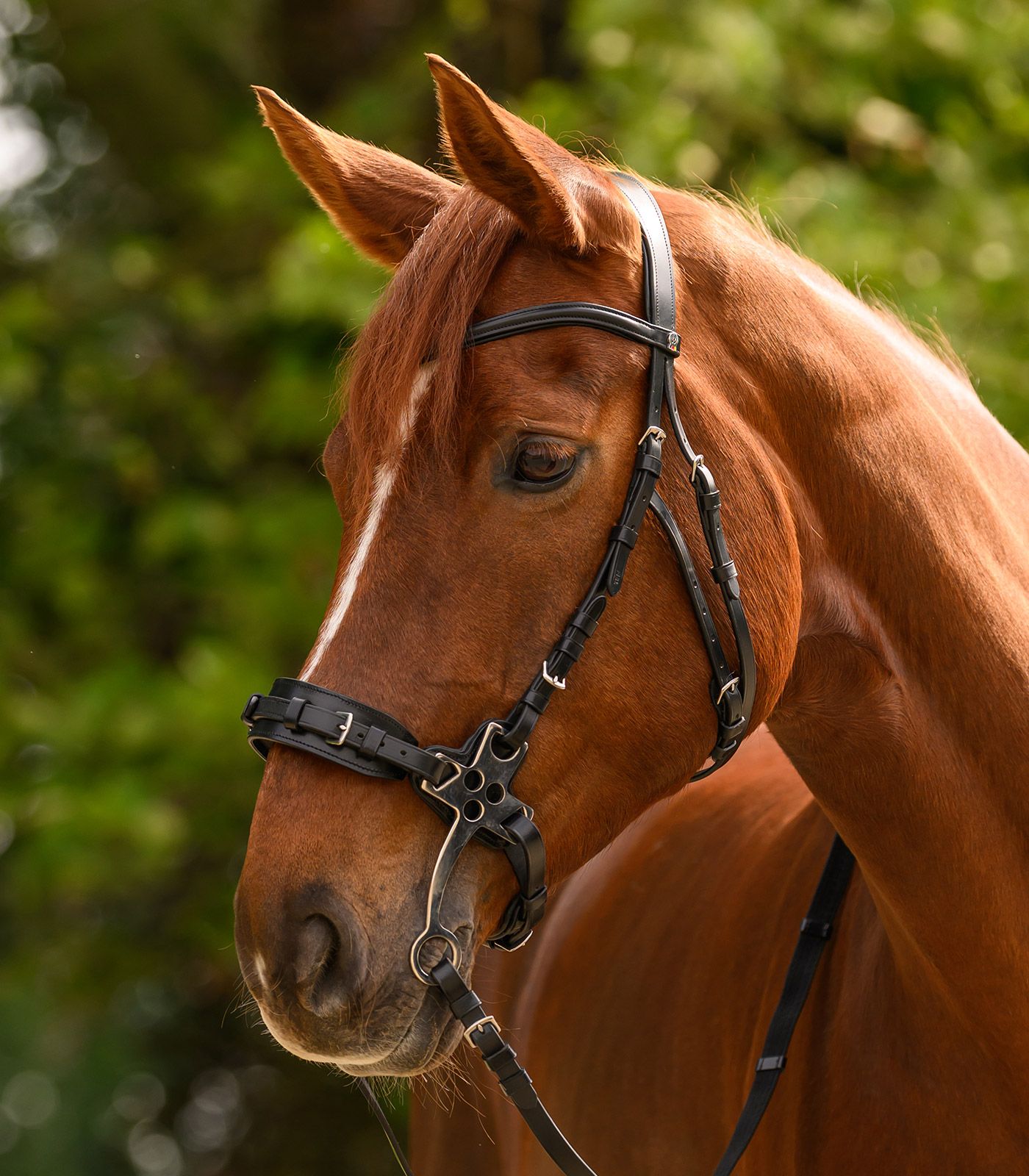 Уздечка с хакаморой Hackamore X-Line Black. Waldhausen 3