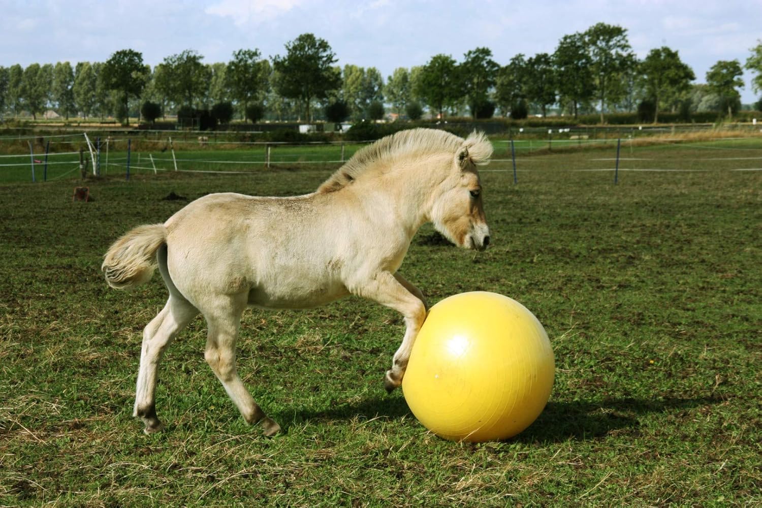 Мяч Maximus Power Play, 65 см. Holland Animal Care 3