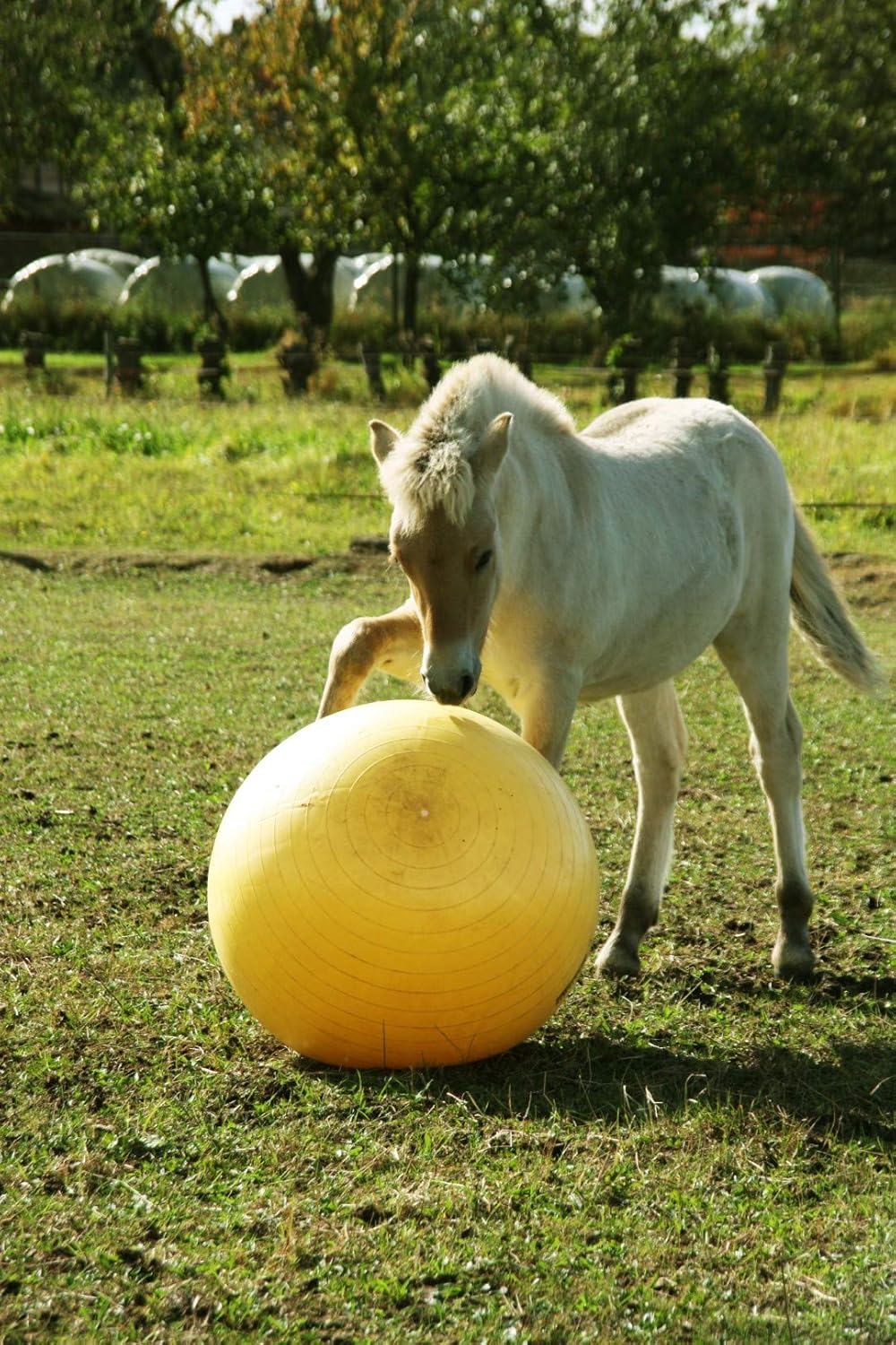 Мяч Maximus Power Play, 65 см. Holland Animal Care 4