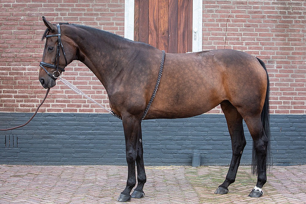 Лонжа мягкая, регулируемая с кольцом. Harry's Horse 2