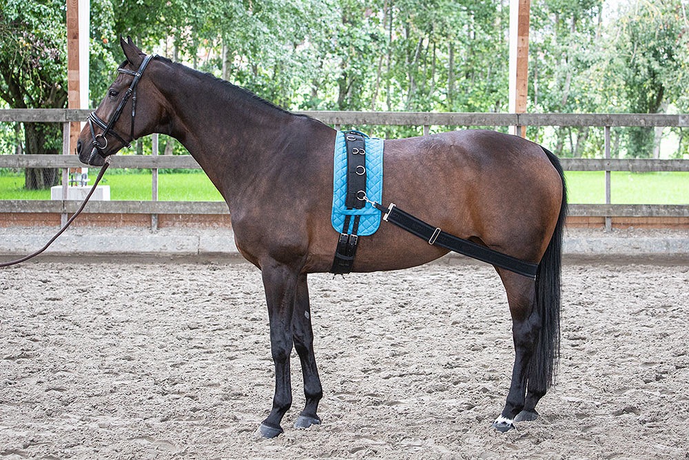 Ремень эластичный, под задние ноги. Harry's Horse 3