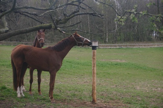 Держатель для соли, уличный. Holland Animal Care 2