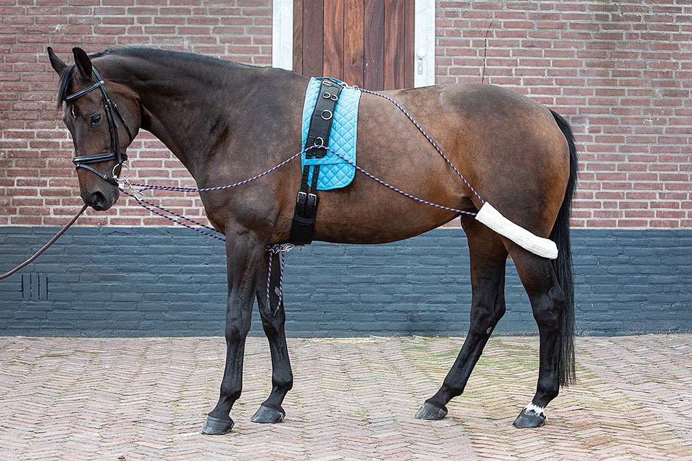 Шлея Пессоа. Harrys Horse 2